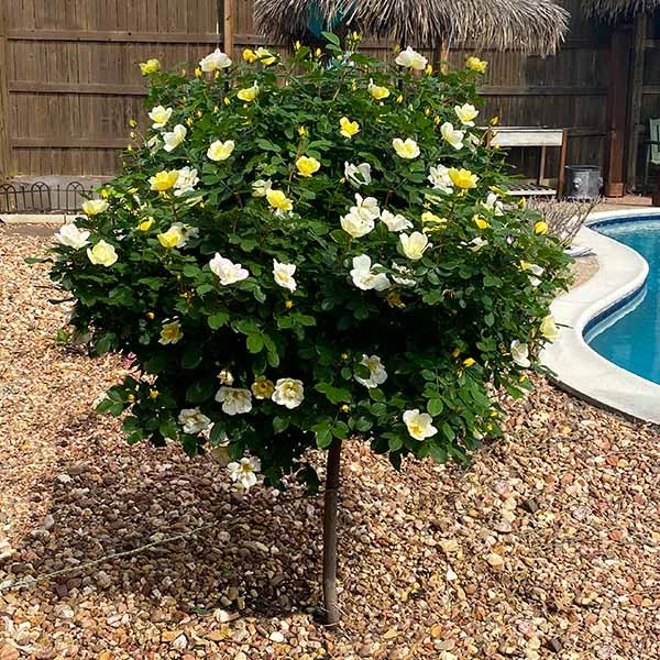 Sunny Knock Out® Rose Tree 3 Sunny Knock Out® Rose Tree