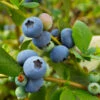 Sunshine Blue Blueberry Bush 1 Sunshine Blue Blueberry Bush -Fast Growing Trees SUnshine BLue Blueberry 600x600 098e1864 ee66 427c 8dcd c9654f9f3607