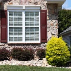 Sunshine Ligustrum Shrub 11 Sunshine Ligustrum Shrub -Fast Growing Trees SUnshine Ligustrum 5