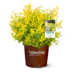 Sunshine Ligustrum Shrub 14 Sunshine Ligustrum Shrub -Fast Growing Trees SUnshine Ligustrum 9