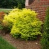 Sunshine Ligustrum Shrub 2 Sunshine Ligustrum Shrub -Fast Growing Trees SUnshine Ligustrum FGT 600x600 f0101ae6 a571 46c8 bebd 540fda4bb091