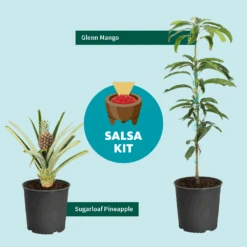 Sugarloaf Pineapple Plant 9 Sugarloaf Pineapple Plant -Fast Growing Trees Salsa Kit Graphic 6c76dae2 528b 42b5 ba01 cf2c5208bd17