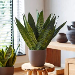 New Apartment House Plant Kit 14 New Apartment House Plant Kit -Fast Growing Trees Sansevieria Zeylandica 2 b962a2c6 7794 4c00 bcc0 44626111a514