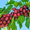 Santinaâ„¢ Cherry Tree 1 Santinaâ„¢ Cherry Tree -Fast Growing Trees Santina Cherry 600x600 caf47b44 ecab 4d2e 9c6e e460add718f8