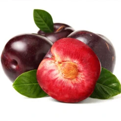 Satsuma Plum Tree -Fast Growing Trees Satsuma Plum 2