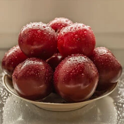 Satsuma Plum Tree -Fast Growing Trees Satsuma Plum 3