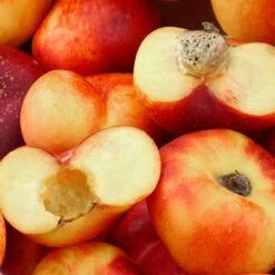 Saturn Peach Tree 11 Saturn Peach Tree -Fast Growing Trees Saturn Peach Tree 1