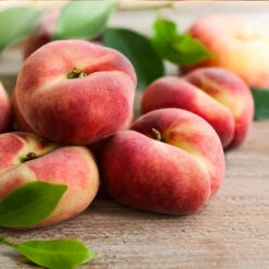 Donut Saturn Peach Tree 12 Donut Saturn Peach Tree -Fast Growing Trees Saturn Peach Tree 3