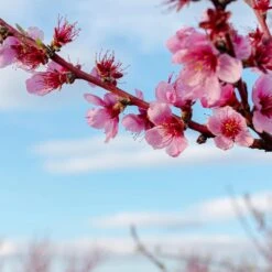 Saturn Peach Tree 12 Saturn Peach Tree -Fast Growing Trees Saturn Peach Tree 4