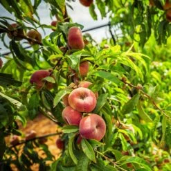 Saturn Peach Tree 10 Saturn Peach Tree -Fast Growing Trees Saturn Peach Tree 5