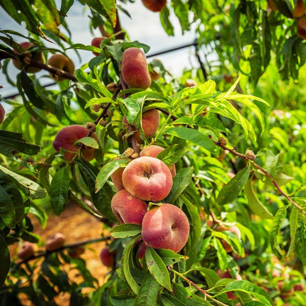 Saturn Peach Tree 5 Saturn Peach Tree - Image 3
