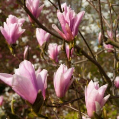 Saucer Magnolia Tree 9 Saucer Magnolia Tree -Fast Growing Trees Saucer Magnolia 2 FGT