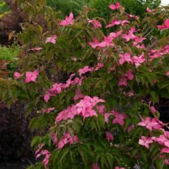 Scarlet Fire® Dogwood Tree 7 Scarlet Fire® Dogwood Tree -Fast Growing Trees Scarlett Fire 1