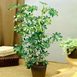 Sunset Hues House Plant Kit 13 Sunset Hues House Plant Kit -Fast Growing Trees Schefflera Trinette 1 8e92dc51 dc29 482e 9d14 119cf31a7b14