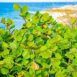 Sea Grape Bush 13 Sea Grape Bush -Fast Growing Trees Sea Gape 1