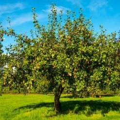 Seckel Pear Tree -Fast Growing Trees Seckel Pear 1