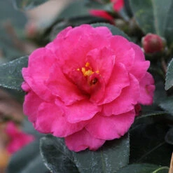 Camellia 'Shi-Shi Gashira' Shrub 10 Camellia 'Shi-Shi Gashira' Shrub -Fast Growing Trees ShiSHi Gashira Camellia 3 FGT