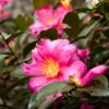 Camellia 'Shi-Shi Gashira' Shrub 2 Camellia 'Shi-Shi Gashira' Shrub -Fast Growing Trees ShiSHi Gashira Camellia FGT 600x600 bafe4450 79ed 4016 84c6 d7fcb64225e8