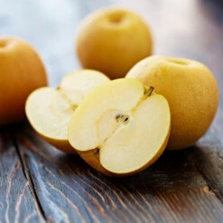 Shinseiki Asian Pear Tree 9 Shinseiki Asian Pear Tree -Fast Growing Trees Shinseiki Asian Pear 5 FGT 5a5b3a9a ba1b 4c34 ab3a 649876b9efb2