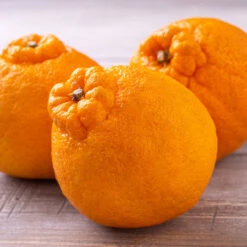 Shiranui Mandarin Tree 7 Shiranui Mandarin Tree -Fast Growing Trees Shiranui Mandarin 4 FGT