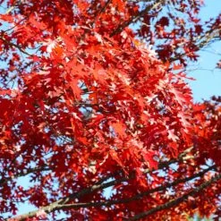 Shumard Oak Tree 9 Shumard Oak Tree -Fast Growing Trees Shumard Oak 3