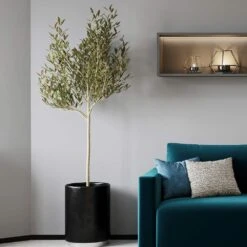 Sikitita Olive Tree 7 Sikitita Olive Tree -Fast Growing Trees Sikitata Olive 2