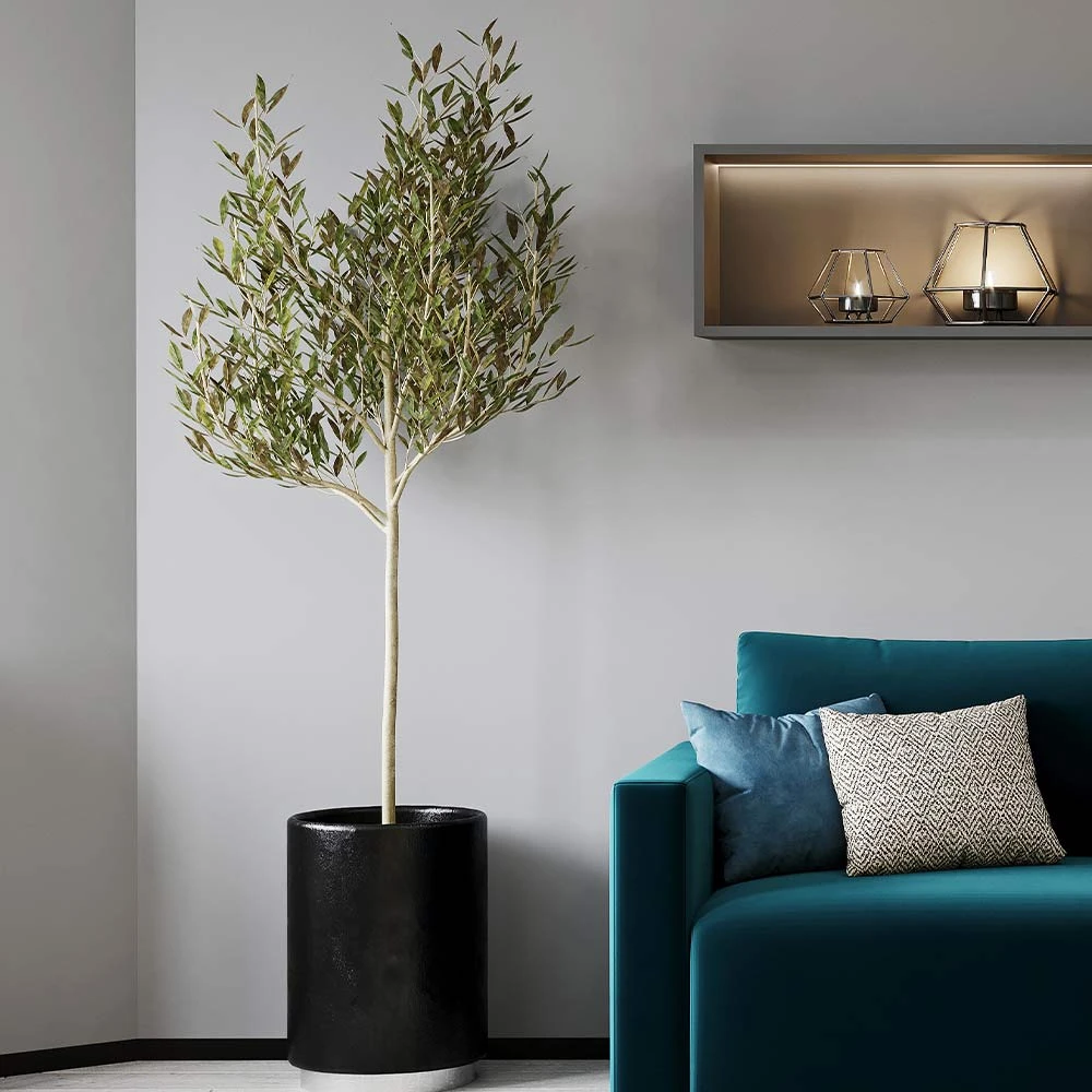 Sikitita Olive Tree 5 Sikitita Olive Tree - Image 3