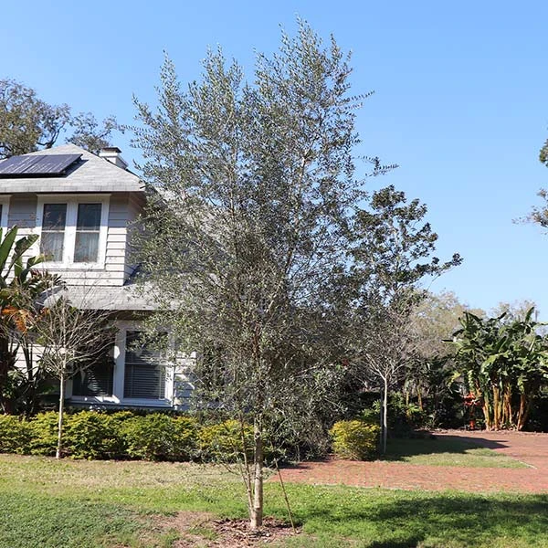 Sikitita Olive Tree 3 Sikitita Olive Tree