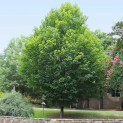 Silver Maple Tree 13 Silver Maple Tree -Fast Growing Trees Silver Maple Tree 6