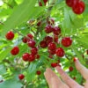 Skeena Cherry Tree 2 Skeena Cherry Tree -Fast Growing Trees Skeena Cherry FGT 600X600 1304eed1 04ee 4e47 9ef3 8afb5cd1cf53