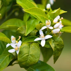 Smith Red Orange -Fast Growing Trees Smith Red Orange 7