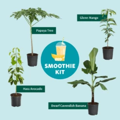 Smoothie Kit -Fast Growing Trees SmoothieKitGraphic