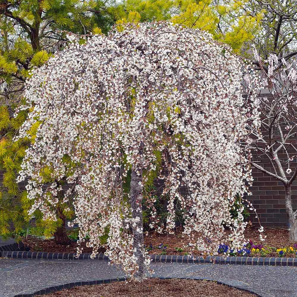 Snow Fountains® Weeping Cherry Tree 4 Snow Fountains® Weeping Cherry Tree - Image 2
