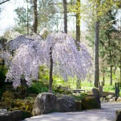Snow Fountains® Weeping Cherry Tree 11 Snow Fountains® Weeping Cherry Tree -Fast Growing Trees Snow Fountains Weeping Cherry 8
