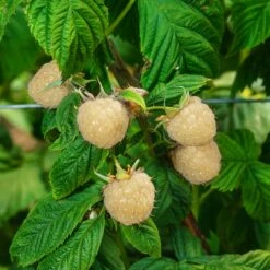 Snowbank White Blackberry Bush 8 Snowbank White Blackberry Bush -Fast Growing Trees Snowbank Blackberry 3