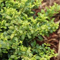 Soft Touch Holly Shrub 7 Soft Touch Holly Shrub -Fast Growing Trees Soft Touch Holly 4
