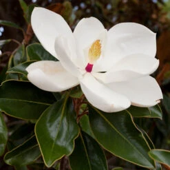 Southern Magnolia 9 Southern Magnolia -Fast Growing Trees Southern Magnolia 8 FGT
