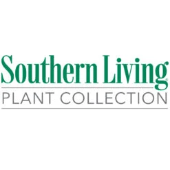 Jubilation™ Gardenia Shrub 11 Jubilation™ Gardenia Shrub -Fast Growing Trees Southn Living 1000x1000 5e0fa4e2 4a09 4047 86f4 8200336c962e