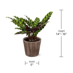 Calathea Rattlesnake With Decorative Pot 17 Calathea Rattlesnake With Decorative Pot -Fast Growing Trees Specs