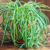 Spider Plant 2 Spider Plant -Fast Growing Trees Spider Plant FGT 600x600 f8f5d6ea f043 4cae a4d9 2847d9e16047