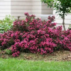 Spilled Wine® Weigela Shrub 9 Spilled Wine® Weigela Shrub -Fast Growing Trees Spilled Wine Weigela 1 FGT