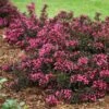 Spilled Wine® Weigela Shrub 2 Spilled Wine® Weigela Shrub -Fast Growing Trees Spilled Wine Weigela FGT 600x600 6a7e16ef 4df8 48a5 bd38 030385ba4fb0