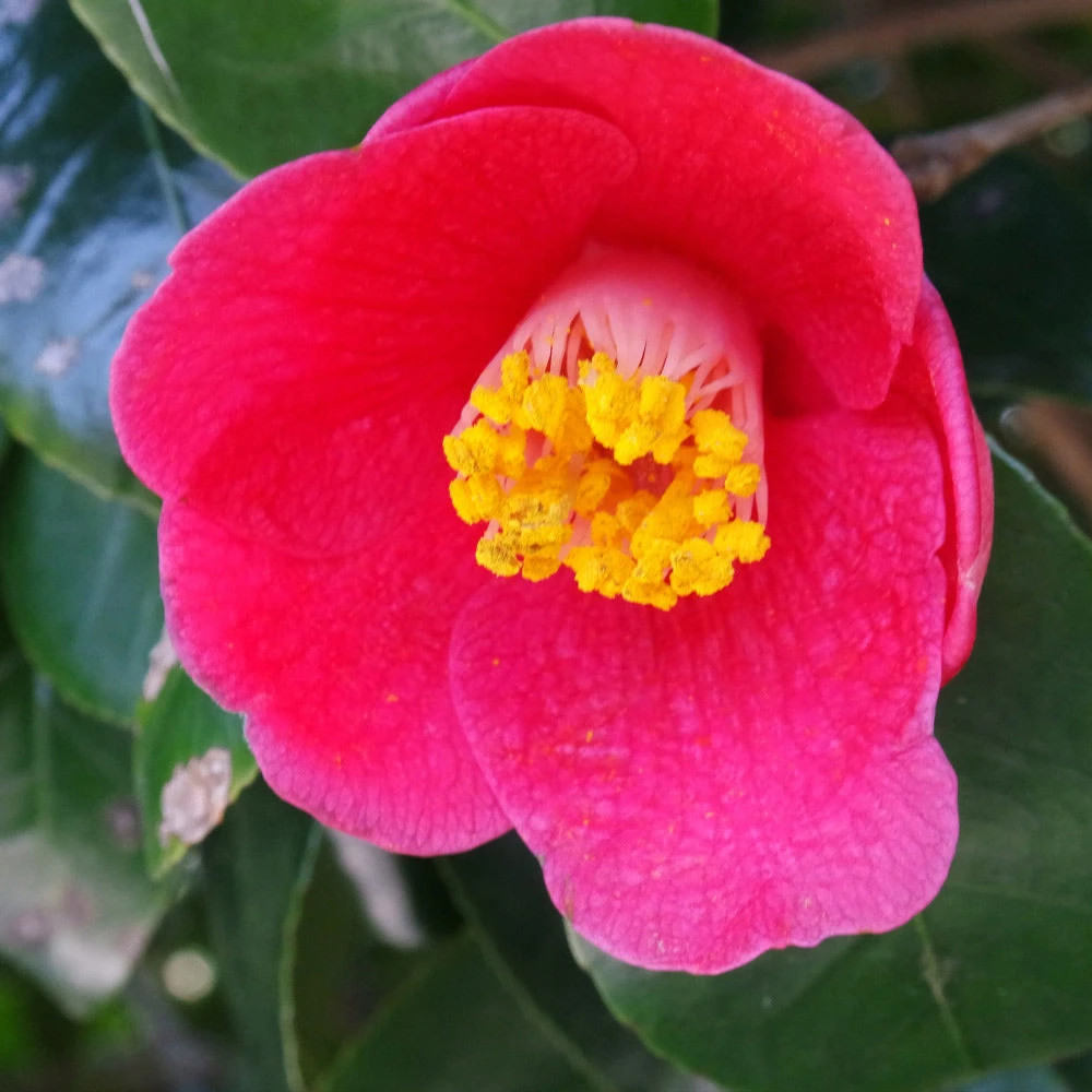 Spring's Promise Camellia Shrub 5 Spring's Promise Camellia Shrub - Image 3