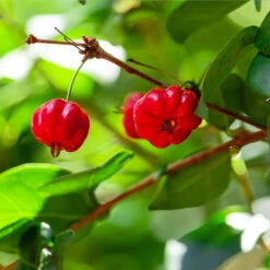 Star Cherry Tree (Pitanga) 10 Star Cherry Tree (Pitanga) -Fast Growing Trees Star Cherry 1 FGT
