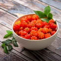 Star Cherry Tree (Pitanga) 11 Star Cherry Tree (Pitanga) -Fast Growing Trees Star Cherry 3 FGT