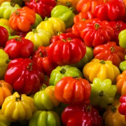 Star Cherry Tree (Pitanga) 12 Star Cherry Tree (Pitanga) -Fast Growing Trees Star Cherry 7 FGT