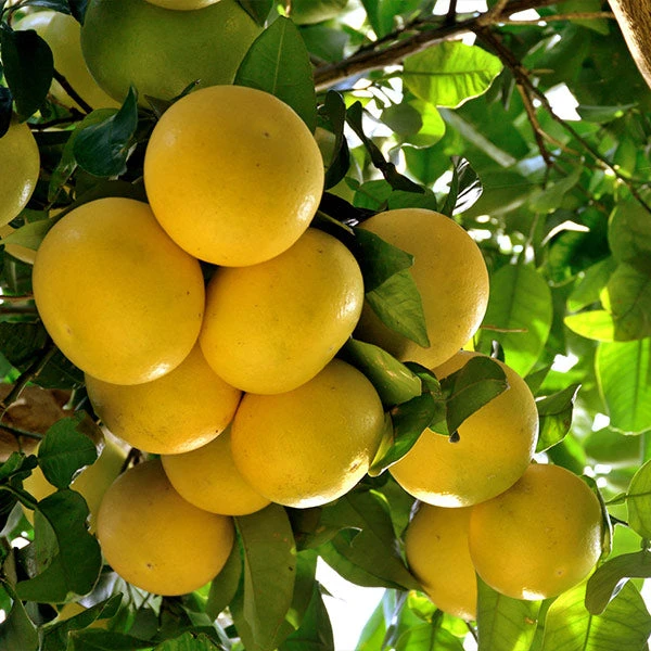 Star Ruby Grapefruit Tree 3 Star Ruby Grapefruit Tree