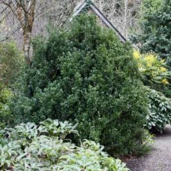 Steeds Japanese Holly Shrub 9 Steeds Japanese Holly Shrub -Fast Growing Trees Steeds Holly 1