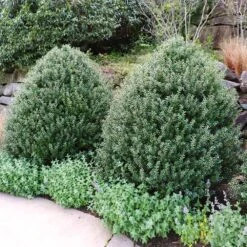 Steeds Japanese Holly Shrub 8 Steeds Japanese Holly Shrub -Fast Growing Trees Steeds Holly 5