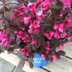 Stunner® Weigela 8 Stunner® Weigela -Fast Growing Trees Stunner weigela 1